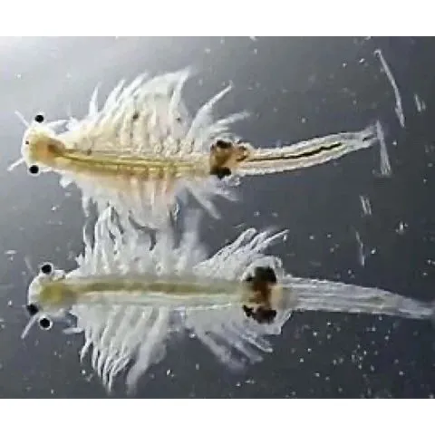 Sea Monkeys